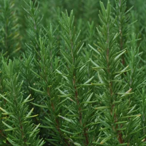 Rosemary 'Tuscan Blue' 3in