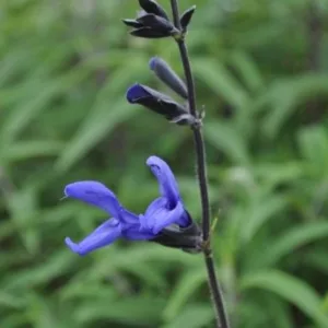Sage, Hummingbird 'Black and Blue' 3in