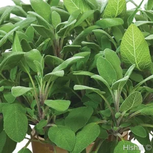 Sage 'Grower's Friend'