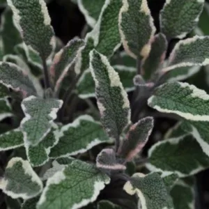 Sage, Variegated 'Tricolor' 3in