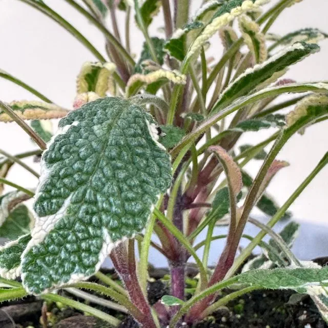 Sage, Variegated 'Tricolor' 3in - Image 2