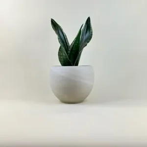 Sansevieria 'Whitney'