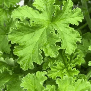 Scented Geranium 'Attar of Rose'