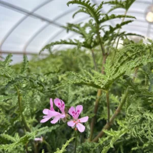Scented Geranium 'Pine' QT
