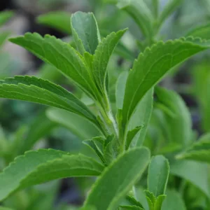Sweetleaf Stevia 3in