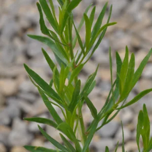 Tarragon, French 3in