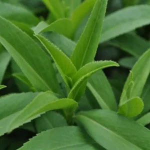 Tarragon, Texas 3in