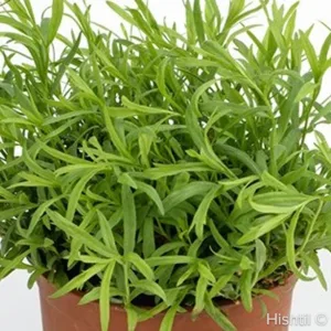 Tarragon 'Tolergon' 3in