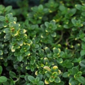 Thyme 'Doone Valley' 3in