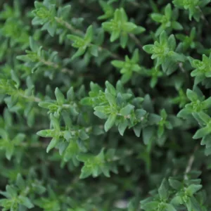 Thyme, English 3in