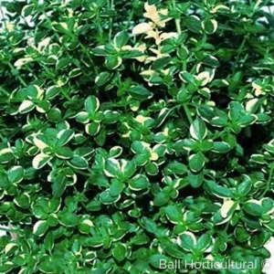 Thyme 'Foxley' 3in