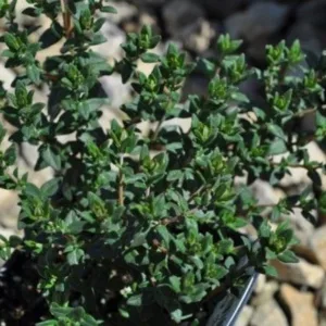 Thyme, French 3in