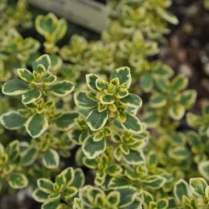 Thyme, Golden Lemon 3in