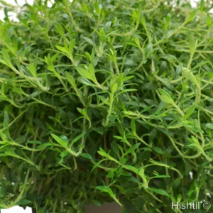 Thyme 'GrowFlow Lemonade' 3in