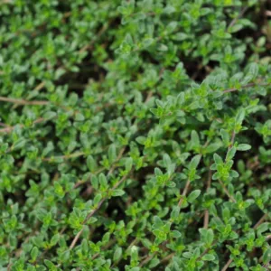 Thyme 'Magic Carpet' 3in