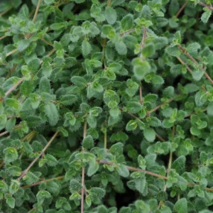 Thyme 'Pink Chintz' 3in