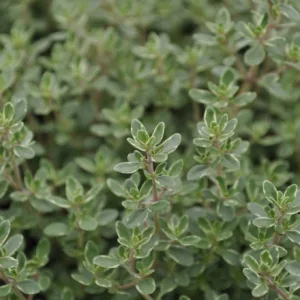 Thyme, Silver 3in