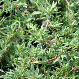 Thyme, Spicy Orange 3in