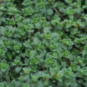 Thyme, Woolly 3in