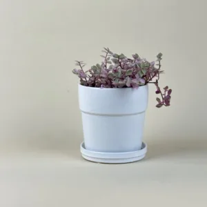 Turtle Vine 'Pink Lady' 4in