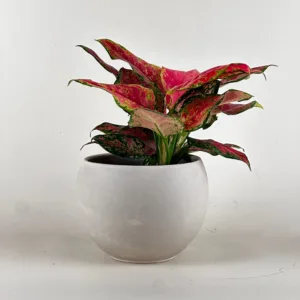 Aglaonema 'Black Maroon' 4in.