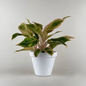 Aglaonema Lipstick Pink 12cm