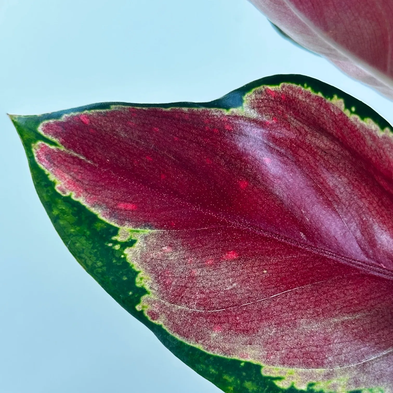 Aglaonema 'Star King' 4in. - Image 3