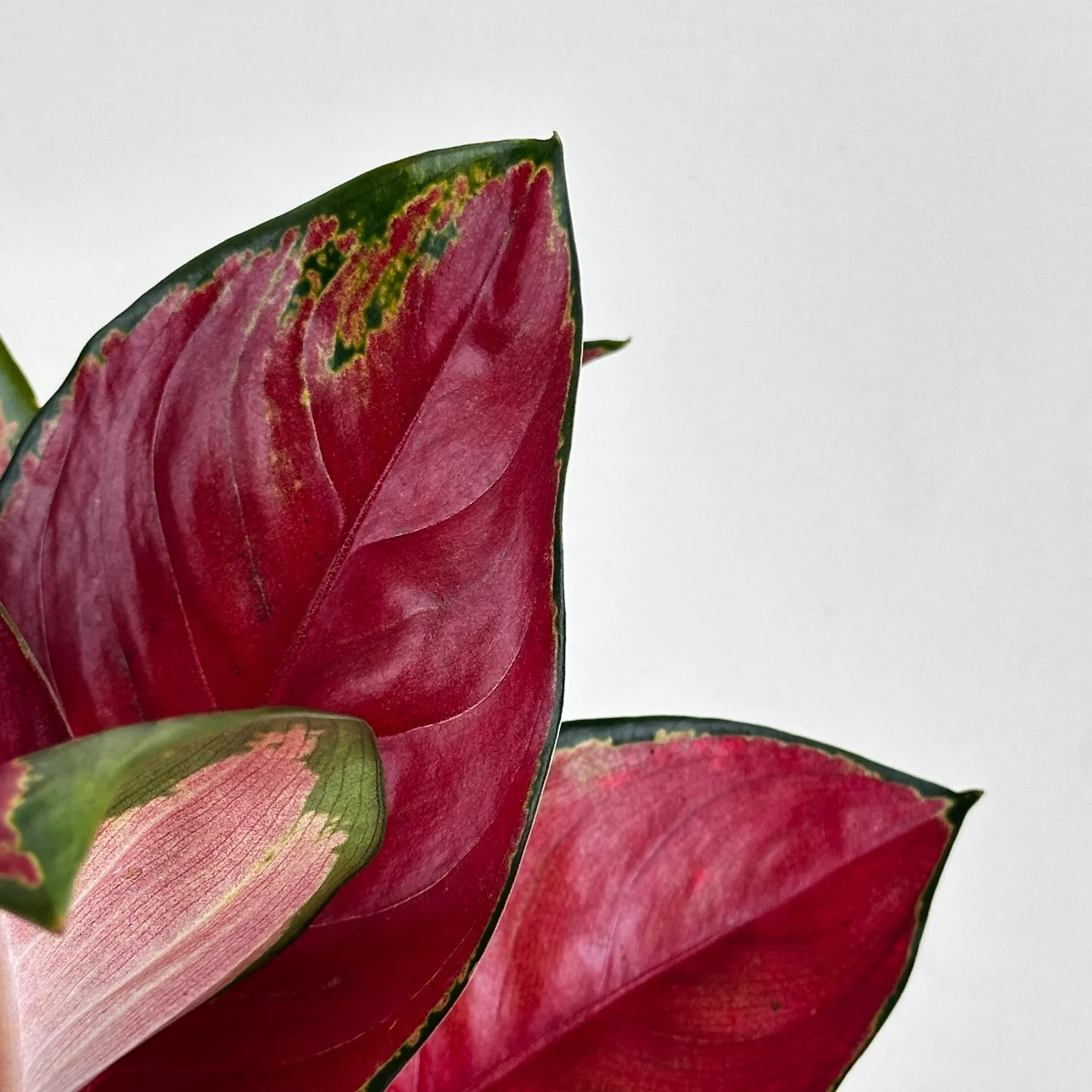 Aglaonema 'Star King' 4in. - Image 4