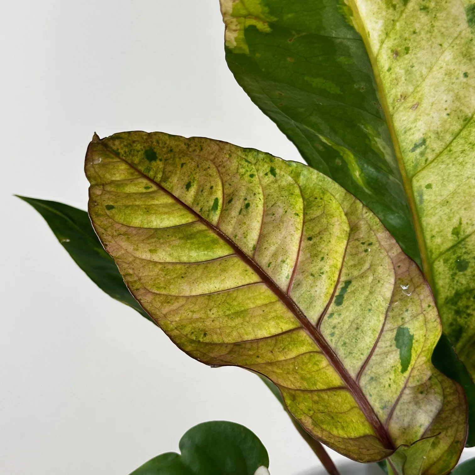 Anthurium hookeri 'Aurea' 12cm - Image 3