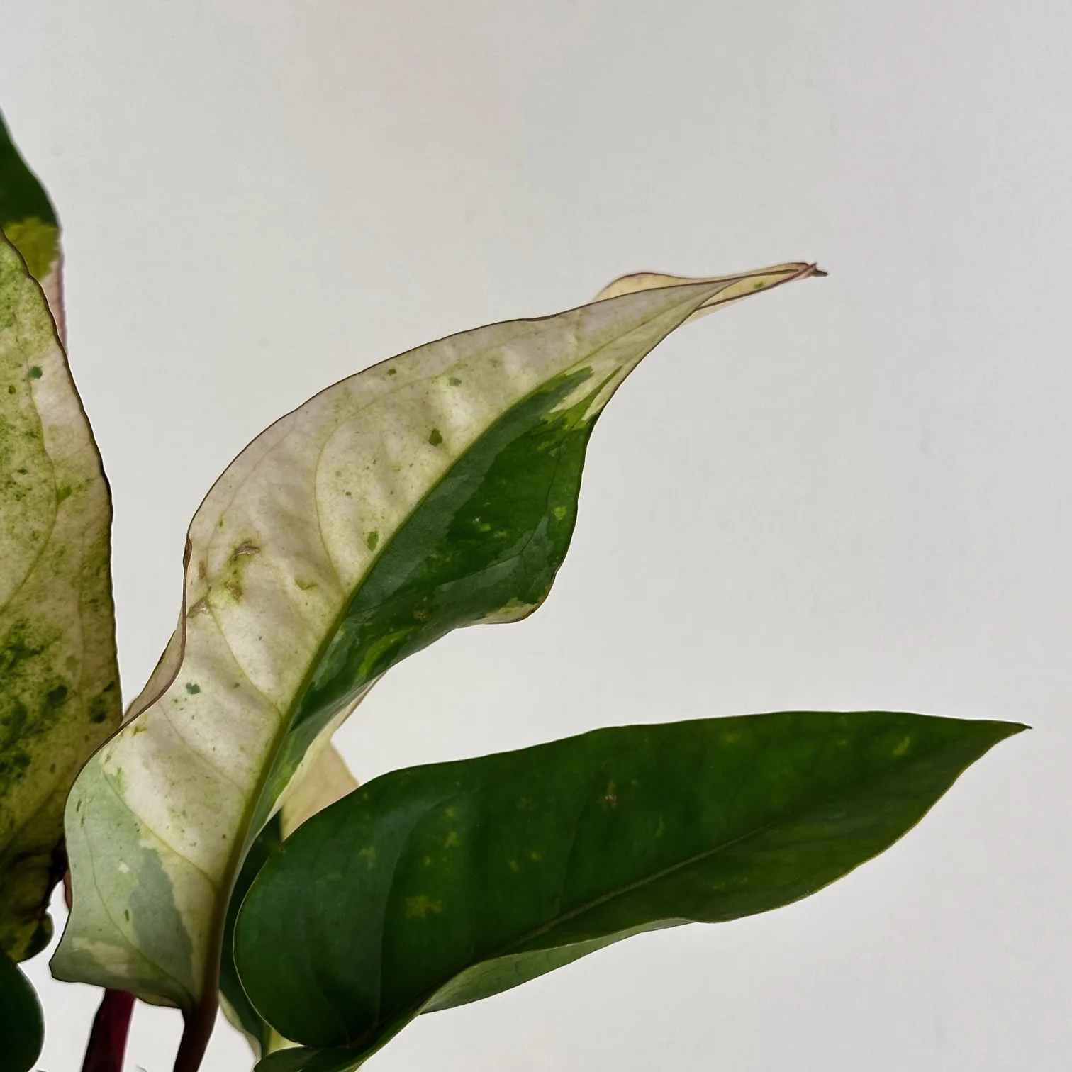 Anthurium hookeri 'Aurea' 12cm - Image 4