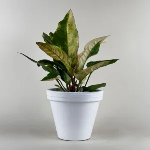 Anthurium hookeri 'Aurea' 12cm