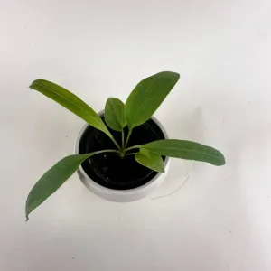 Anthurium vittarifolium 4in.