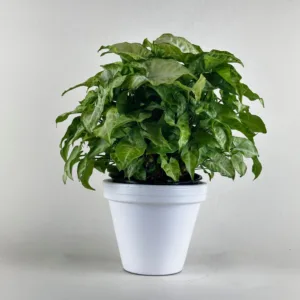 Arrowhead 'Snow White' 6in.