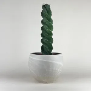 Spiral Cactus 6in
