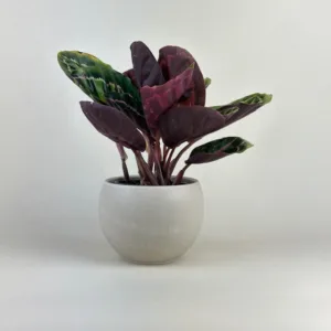Calathea 'Dottie'