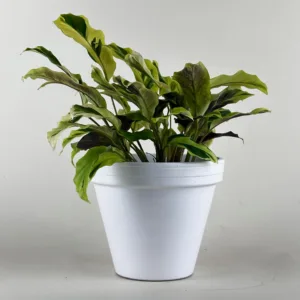 Calathea 'Thai Beauty' 12cm