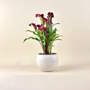 Calla Lily 4in.