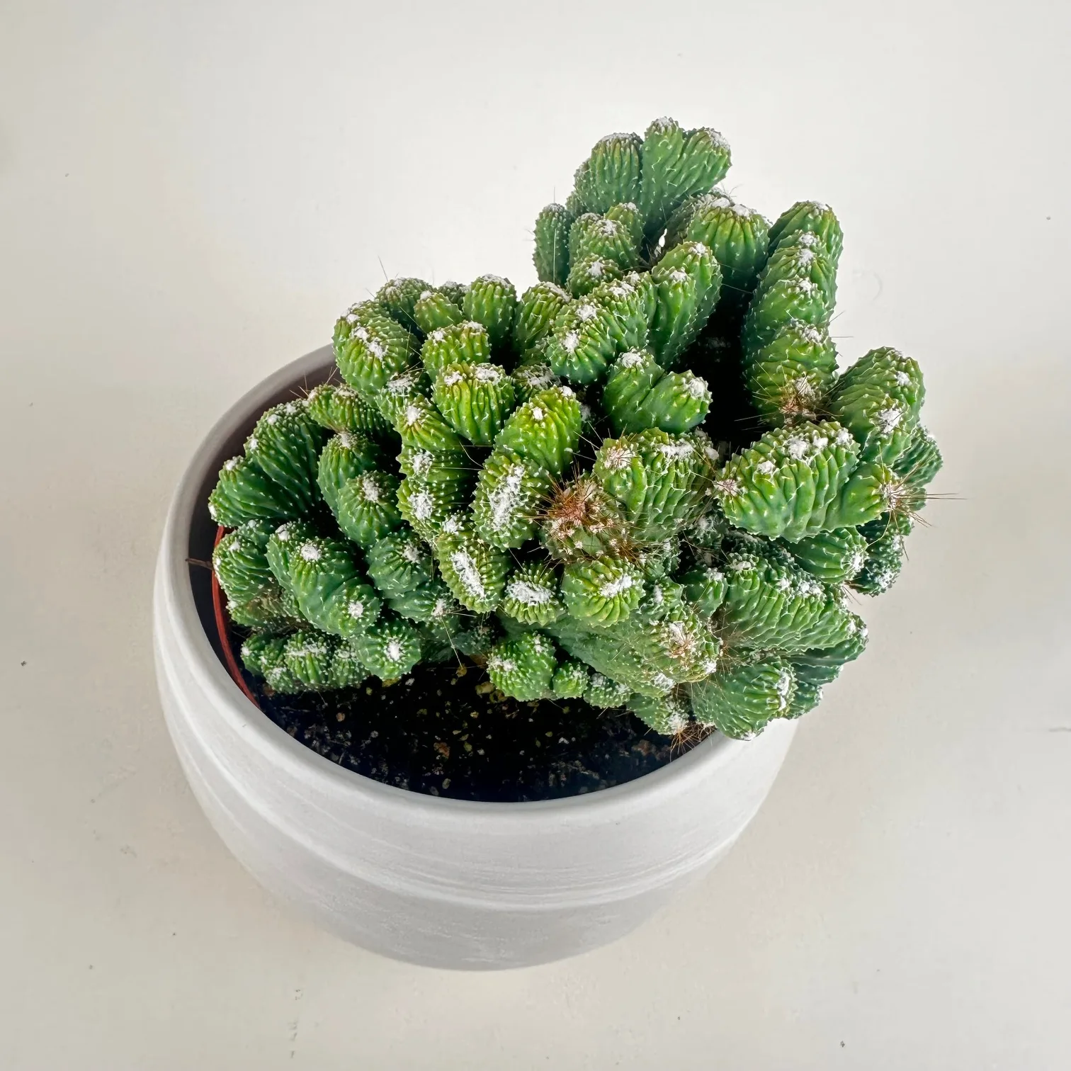 Cereus Monstrous Green 6in - Image 2