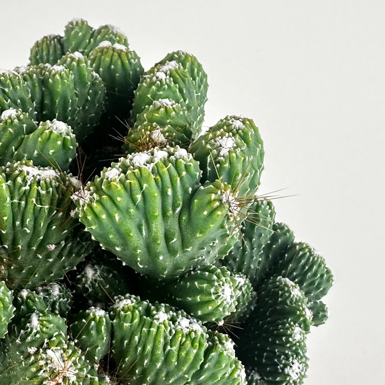 Cereus Monstrous Green 6in - Image 3