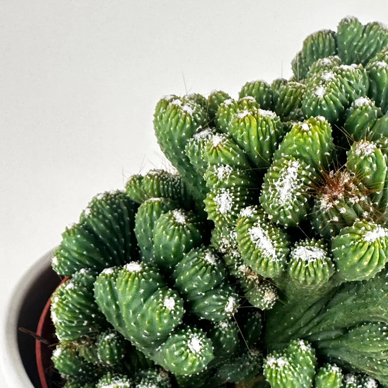 Cereus Monstrous Green 6in - Image 4