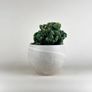 Cereus Monstrous Green 6in