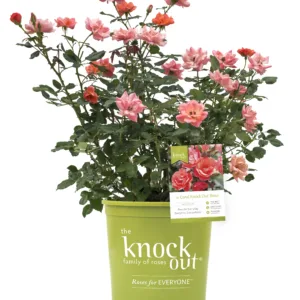 Rose 'Coral Knock Out' G3