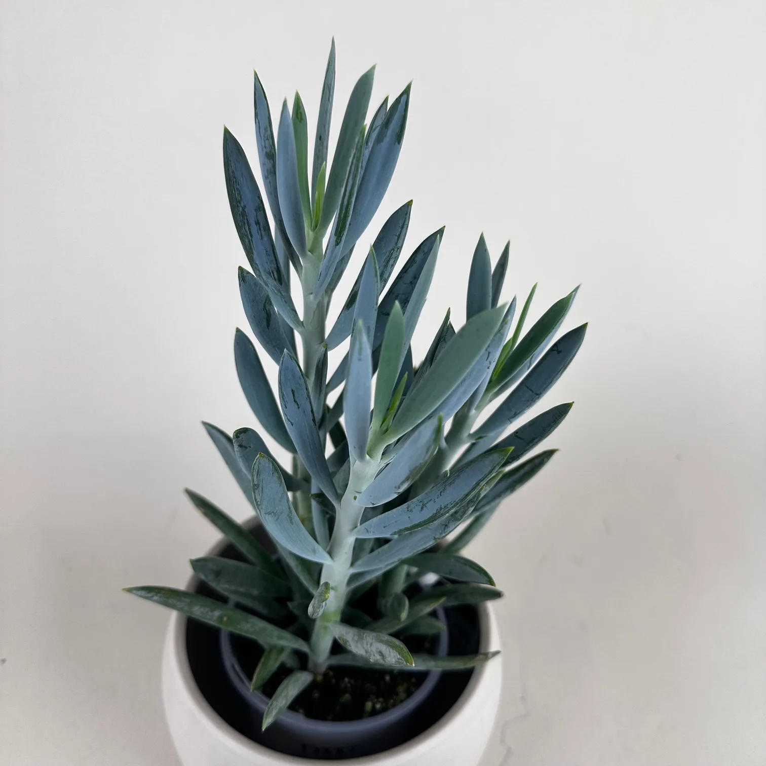 Curio Turquoise Tentacles 9cm - Image 2