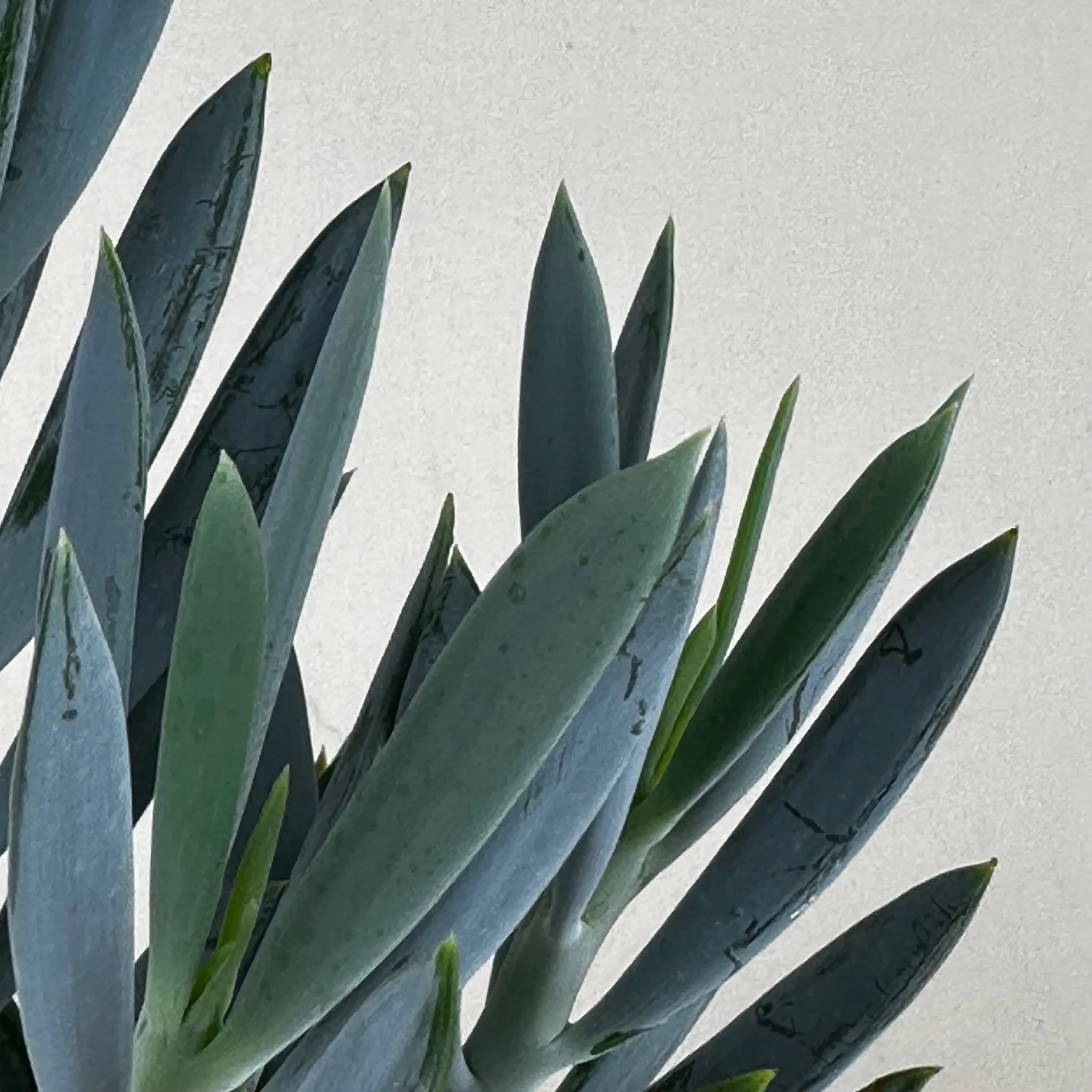 Curio Turquoise Tentacles 9cm - Image 3