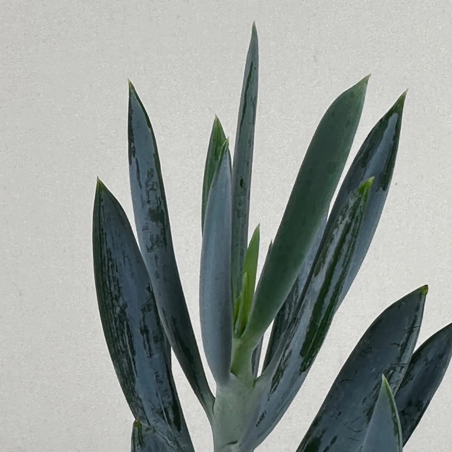 Curio Turquoise Tentacles 9cm - Image 4