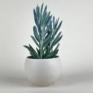 Curio Turquoise Tentacles 9cm