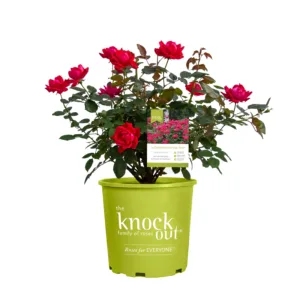 Rose 'Double Knock Out'