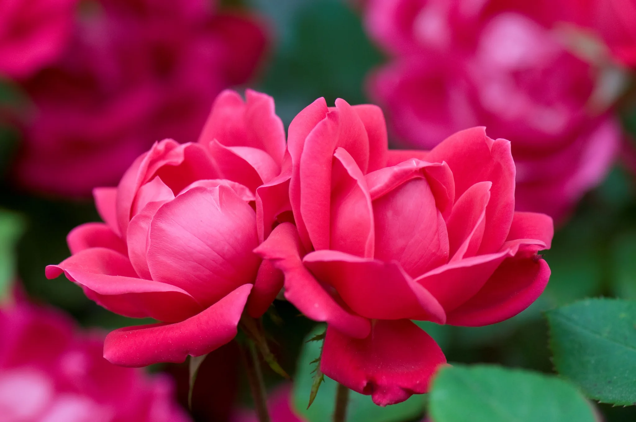 Rose 'Double Knock Out' - Image 2