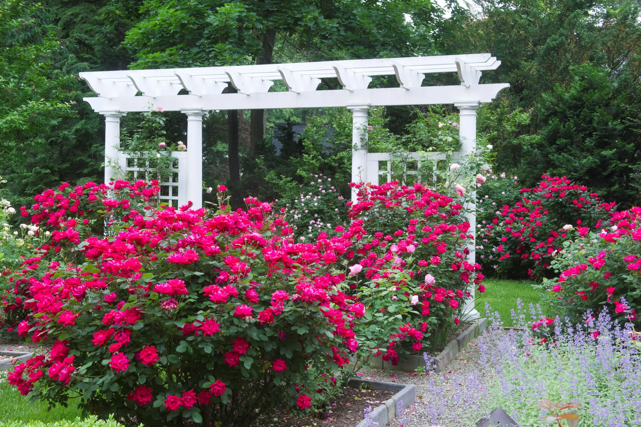 Rose 'Double Knock Out' - Image 3