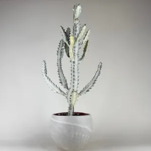 Euphorbia White Ghost 6in